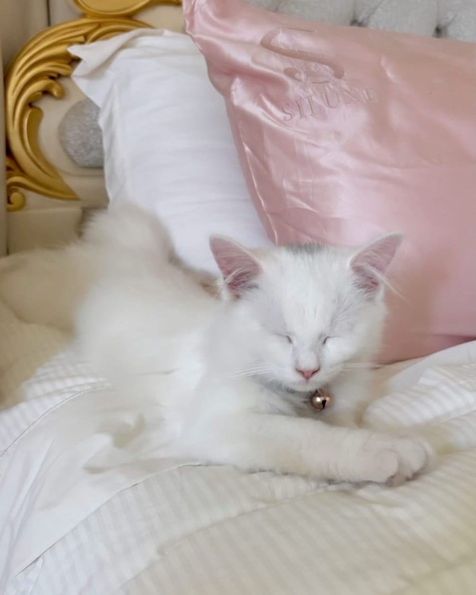 Siluxe silk pillowcase in Rose gold at a customer’s home, with her cat